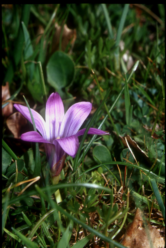 Fiore Sardegna - Romulea ligustica